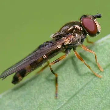 Platycheirus hyperboreus (Staeger, 1845):362