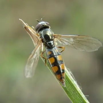 Platycheirus immarginatus (Zetterstedt, 1849):3149