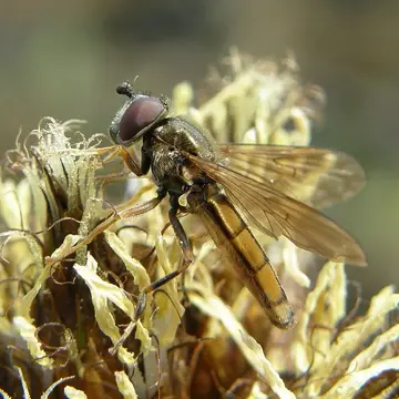 Platycheirus immarginatus (Zetterstedt, 1849):3149