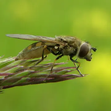 Platycheirus manicatus (Meigen, 1822):336
