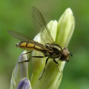 Platycheirus manicatus (Meigen, 1822):336