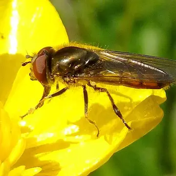 Platycheirus manicatus (Meigen, 1822):336