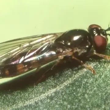 Platycheirus occultus Goeldlin, Maibach & Speight, 1990:22