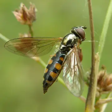 Platycheirus occultus Goeldlin, Maibach & Speight, 1990:22