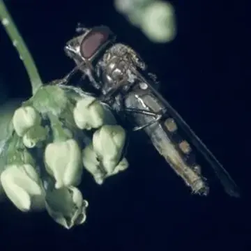 Platycheirus peltatus (Meigen, 1822):334