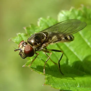 Platycheirus peltatus (Meigen, 1822):334