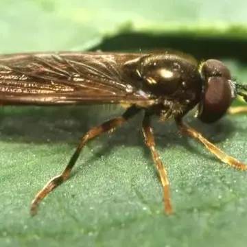 Platycheirus perpallidus Verrall, 1901:290