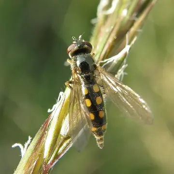 Platycheirus podagratus (Zetterstedt, 1838):606