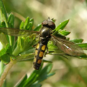 Platycheirus podagratus (Zetterstedt, 1838):606