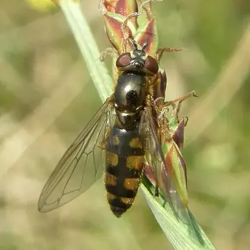 Platycheirus ramsarensis Goeldlin, Maibach & Speight, 1990:28