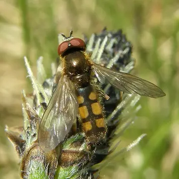 Platycheirus ramsarensis Goeldlin, Maibach & Speight, 1990:28