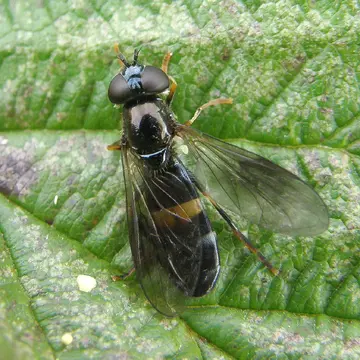 Pyrophaena rosarum (Fabricius, 1787):341
