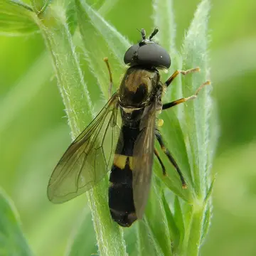 Pyrophaena rosarum (Fabricius, 1787):341