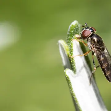 Platycheirus scutatus (Meigen, 1822):333