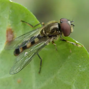 Platycheirus scutatus (Meigen, 1822):333