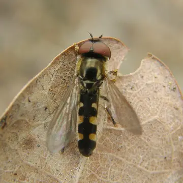 Platycheirus splendidus Rotheray, 1998:271