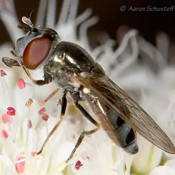 Platycheirus (Carposcalis) stegnus (Say, 1829):163