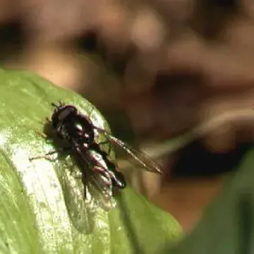 Platycheirus ciliger Loew, 1856:44