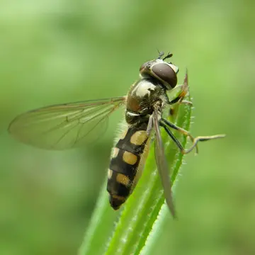 Platycheirus ciliger Loew, 1856:44