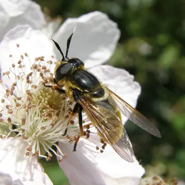 Callicera aurata (Rossi, 1790):288