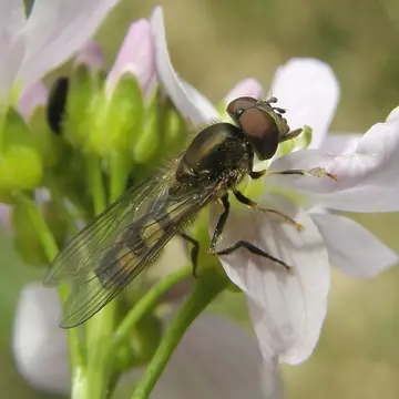 Platycheirus ciliger Loew, 1856:44