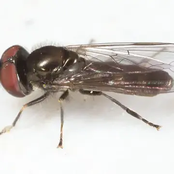 Platycheirus thylax Hull, 1944:78