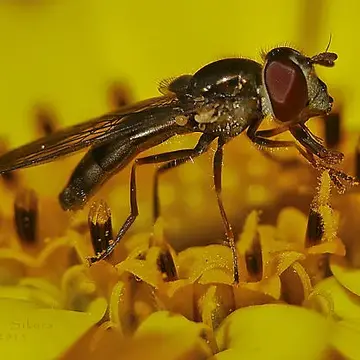 Platycheirus (Carposcalis) obscurus (Say, 1824):11