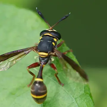 Polybiomyia bellardii Shannon, 1925:59