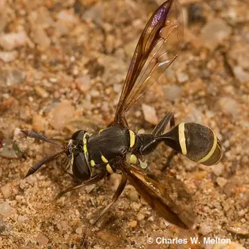 Polybiomyia sayi Shannon, 1925:61
