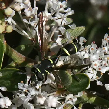 Polybiomyia sayi Shannon, 1925:61