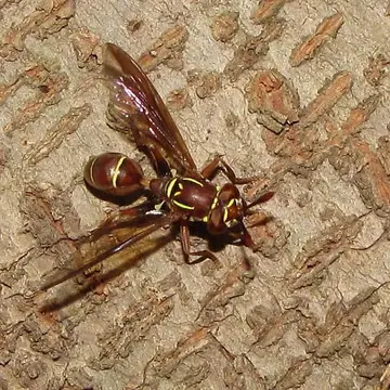 Polybiomyia schnablei (Williston, 1892):76