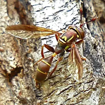 Polybiomyia schnablei (Williston, 1892):76