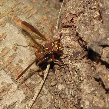 Polybiomyia schnablei (Williston, 1892):76