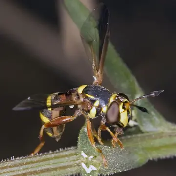 Polybiomyia townsendi (Snow, 1895):246