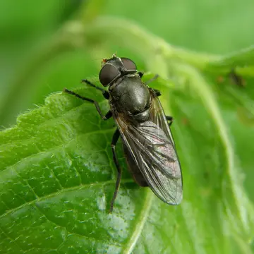 Female Portevinia maculata (Fallén, 1817):52