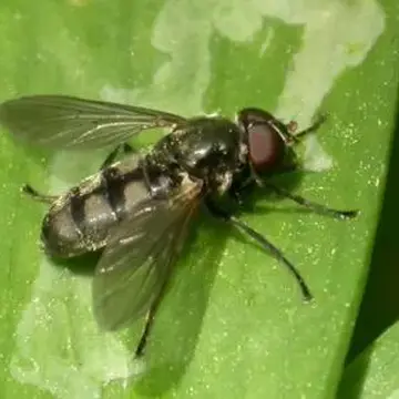 Male Portevinia maculata (Fallén, 1817):52
