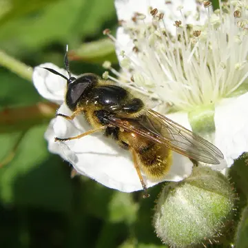 Callicera aurata (Rossi, 1790):288