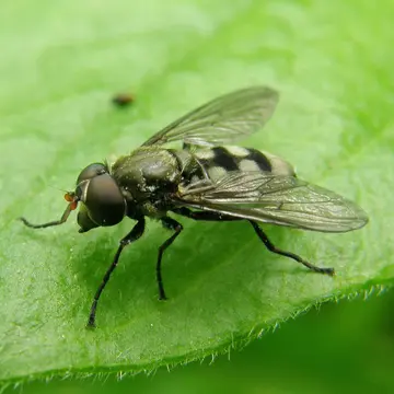 Male Portevinia maculata (Fallén, 1817):52