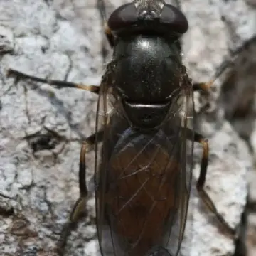 Psarochilosia djakonovi Stackelberg, 1952:372