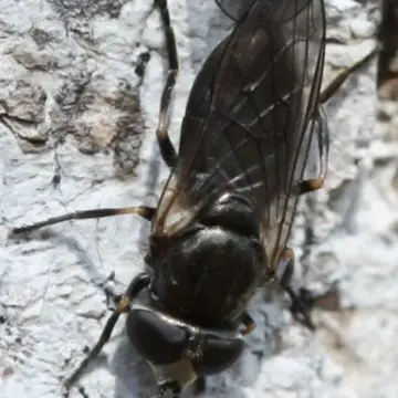 Psarochilosia djakonovi Stackelberg, 1952:372