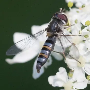 Pseudoscaeva diversifasciatus (Knab, 1914):151