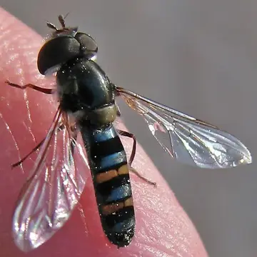 Pseudoscaeva diversifasciatus (Knab, 1914):151