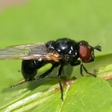 Psilota anthracina Meigen, 1822:256