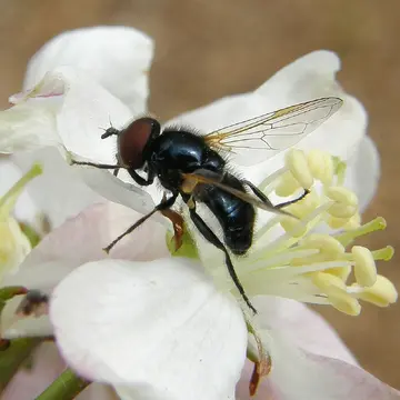 Psilota anthracina Meigen, 1822:256