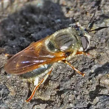 Callicera erratica (Walker, 1849):543