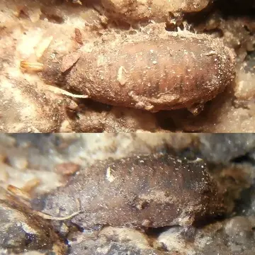 Psilota atra (Fallén, 1817):58