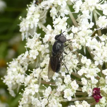 Psilota decessum (Hutton, 1901):43