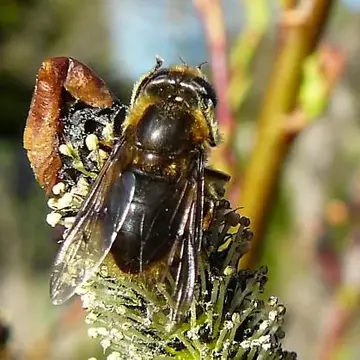 Pyritis kincaidii (Coquillett, 1895):132