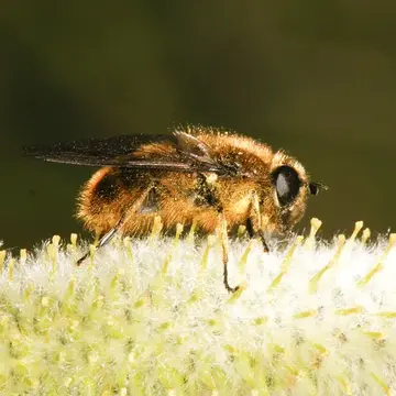 Pyritis kincaidii (Coquillett, 1895):132