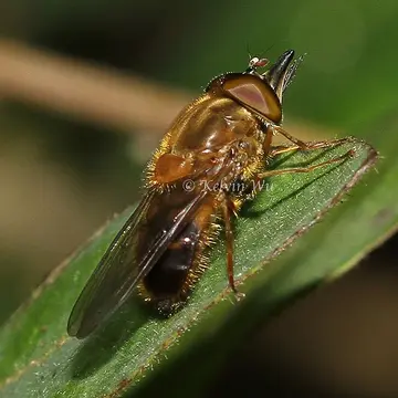 Rhingia binotata Brunetti, 1908:59